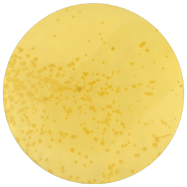 Colonies
