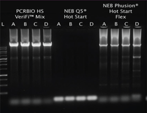 Verify- Polymerase Verify- Polymerase