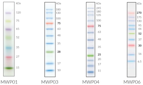 fastgene-protein-marker
