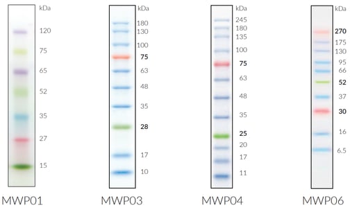 fastgene-protein-marker