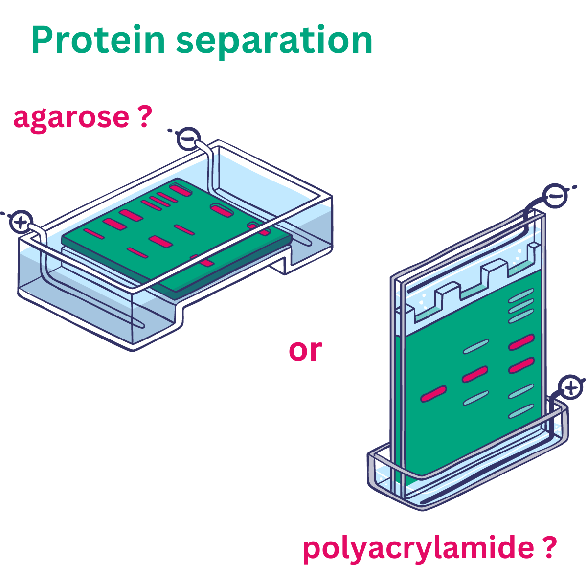 Protein separation