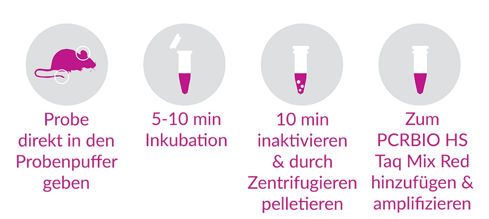 pcrbio-rapid-extract-pcr-kit-PB10.24-prozedur-small pcrbio-rapid-extract-pcr-kit-PB10.24-prozedur-small