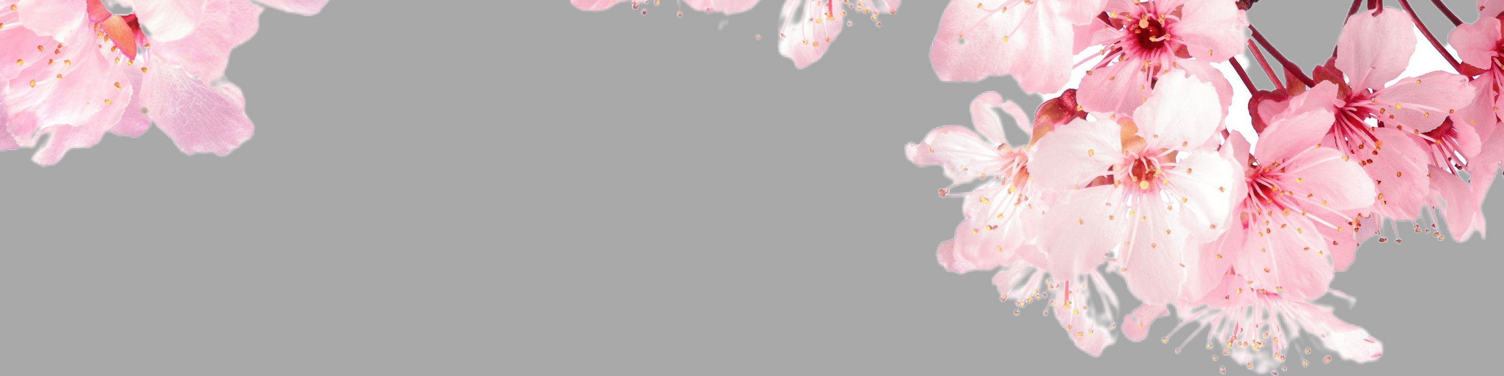 sakura-kirschblüten-2023-3